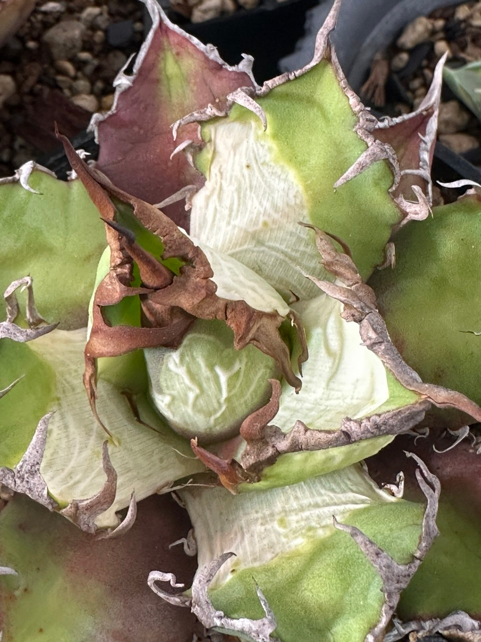 Close-up of the pale damaged agave leaves