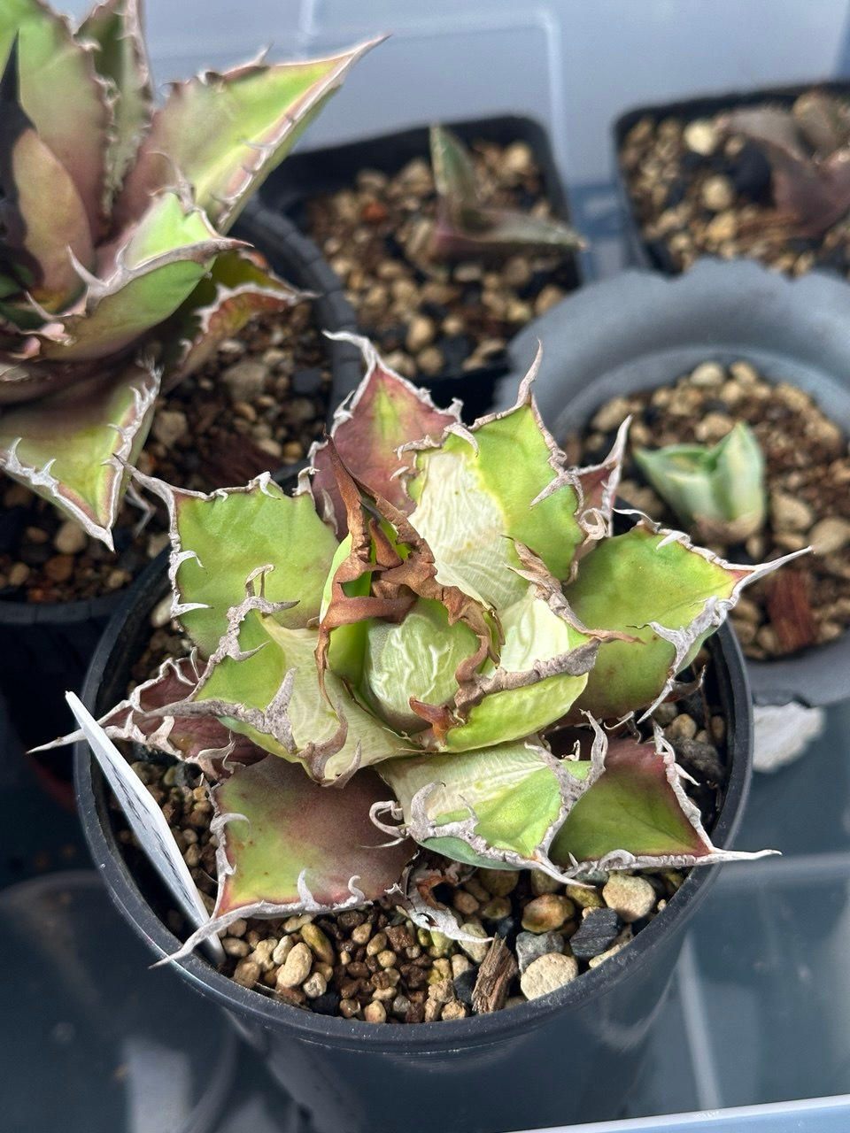 Agave showing severe pale photobleaching