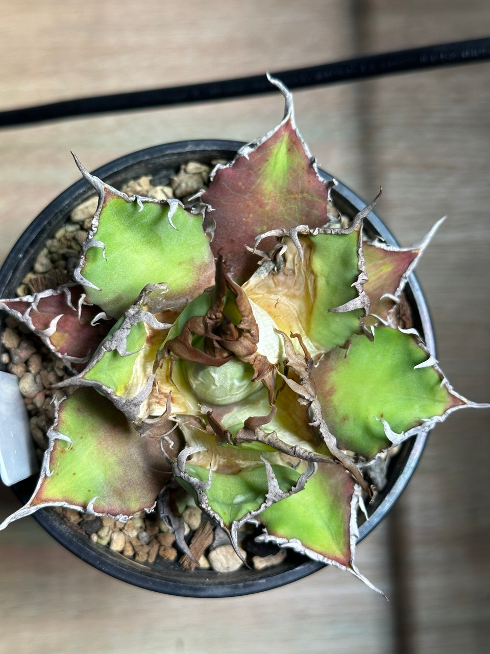 The damaged agave three days after Mancozeb treatment
