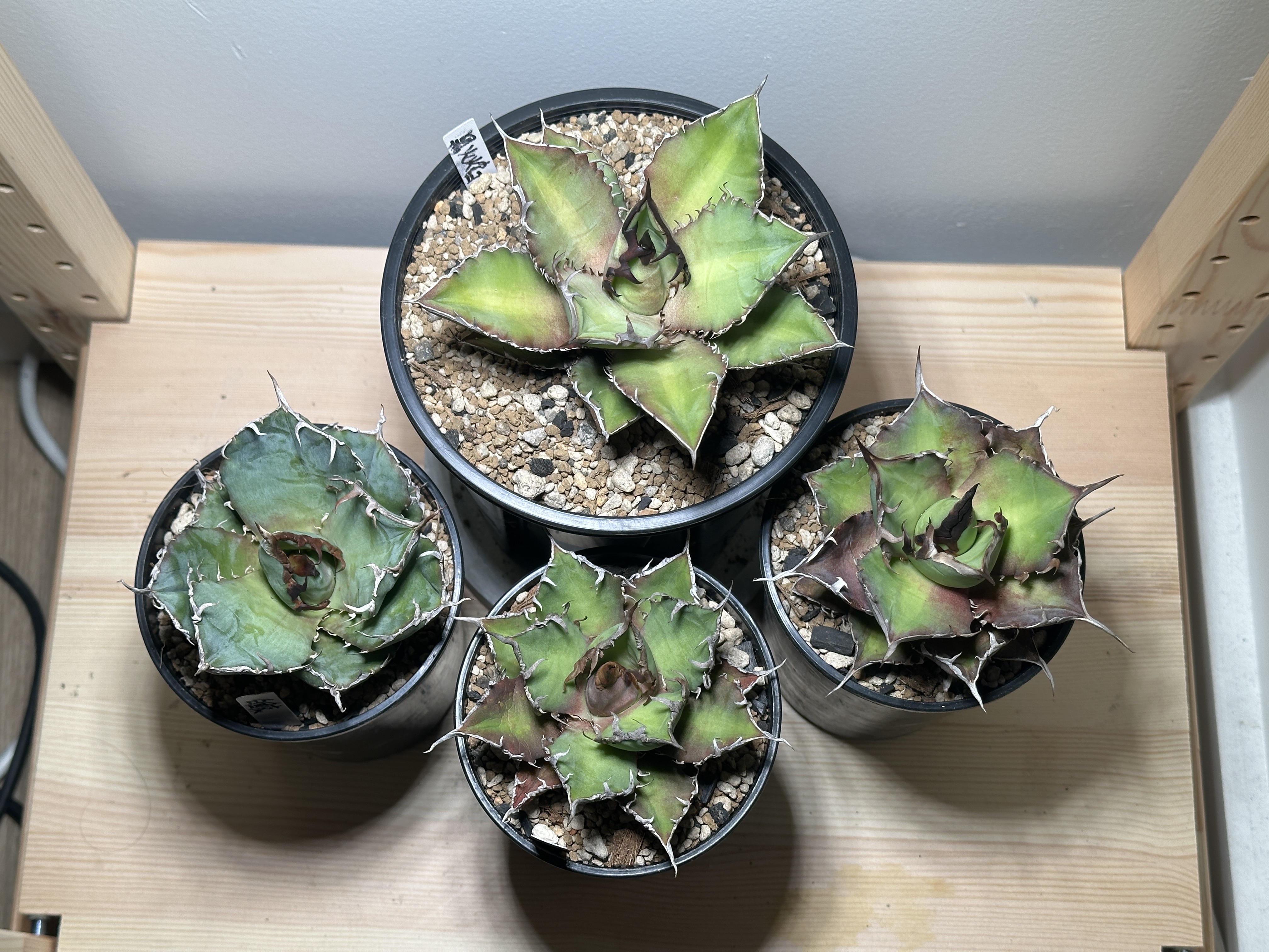 Four newly bought agave plants