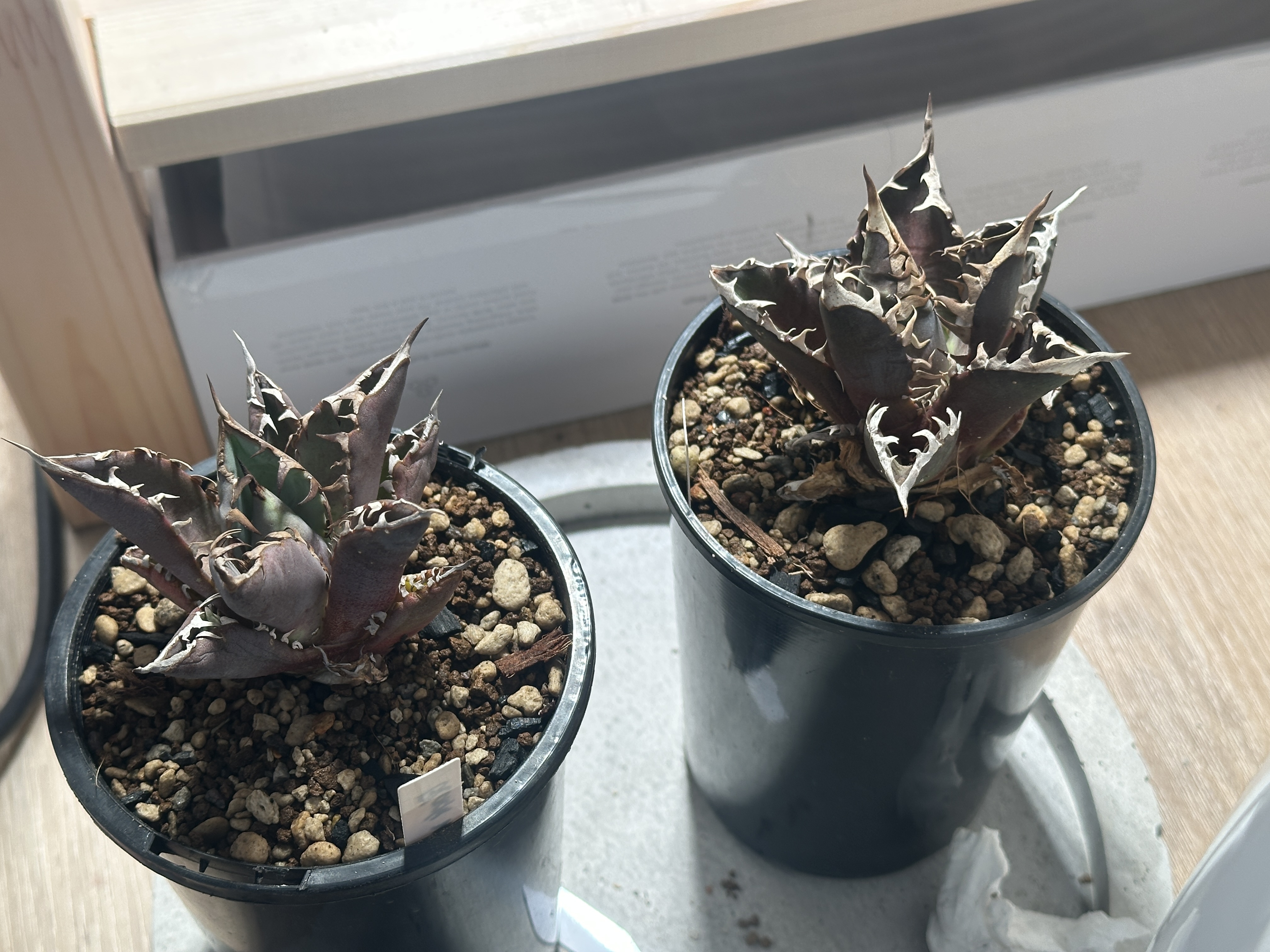 Black Whale and Red Catweazle agaves