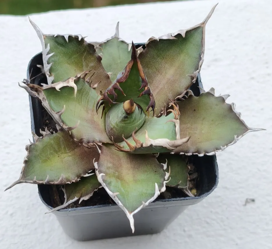 Red Catweazle agave