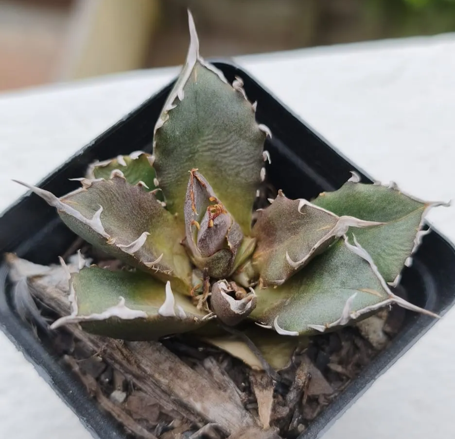 Trident agave