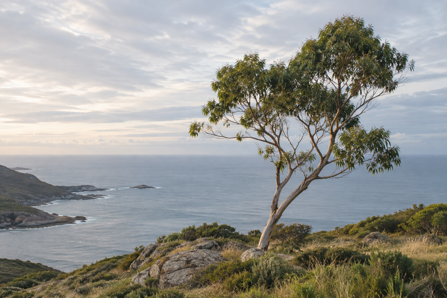 A young gum tree on a coastal hillside